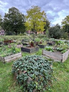 overzicht van de moestuin