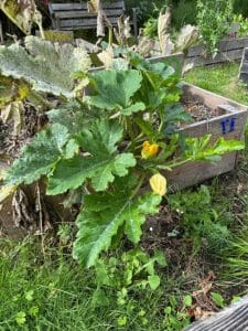 courgette plant